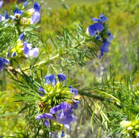 Psoralea pinnata leaves